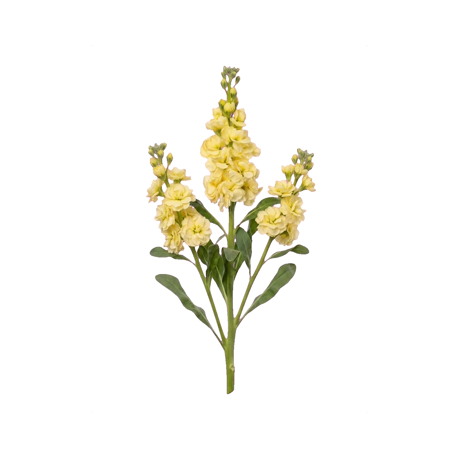 Matthiola spray yellow