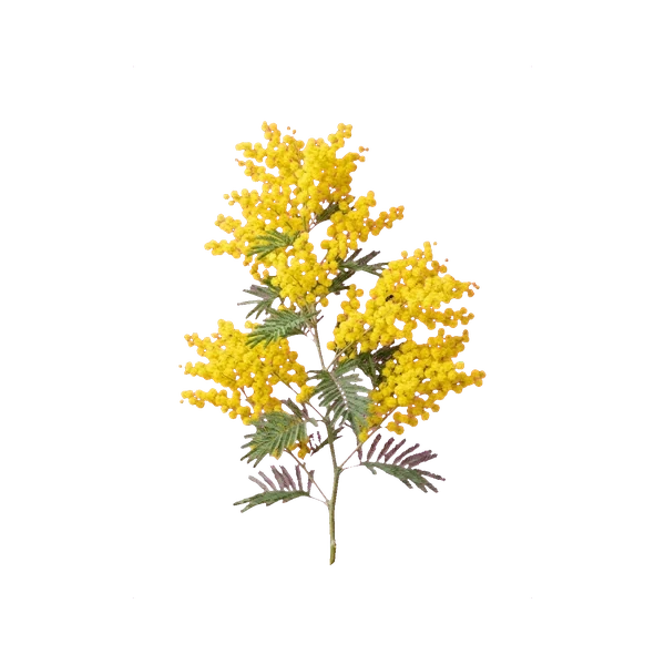 Mimosa (Acacia dealbata)
