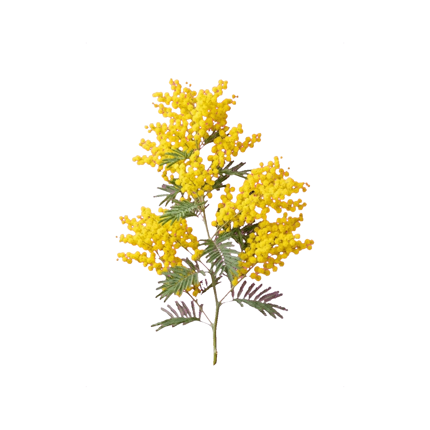 Mimosa (Acacia)