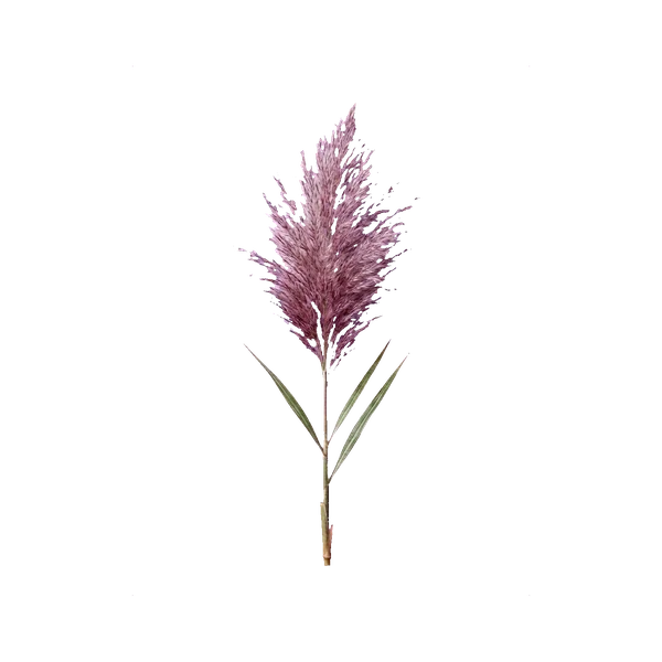 Eulalia lilac