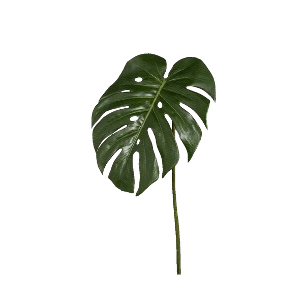 Monstera leaf (L)