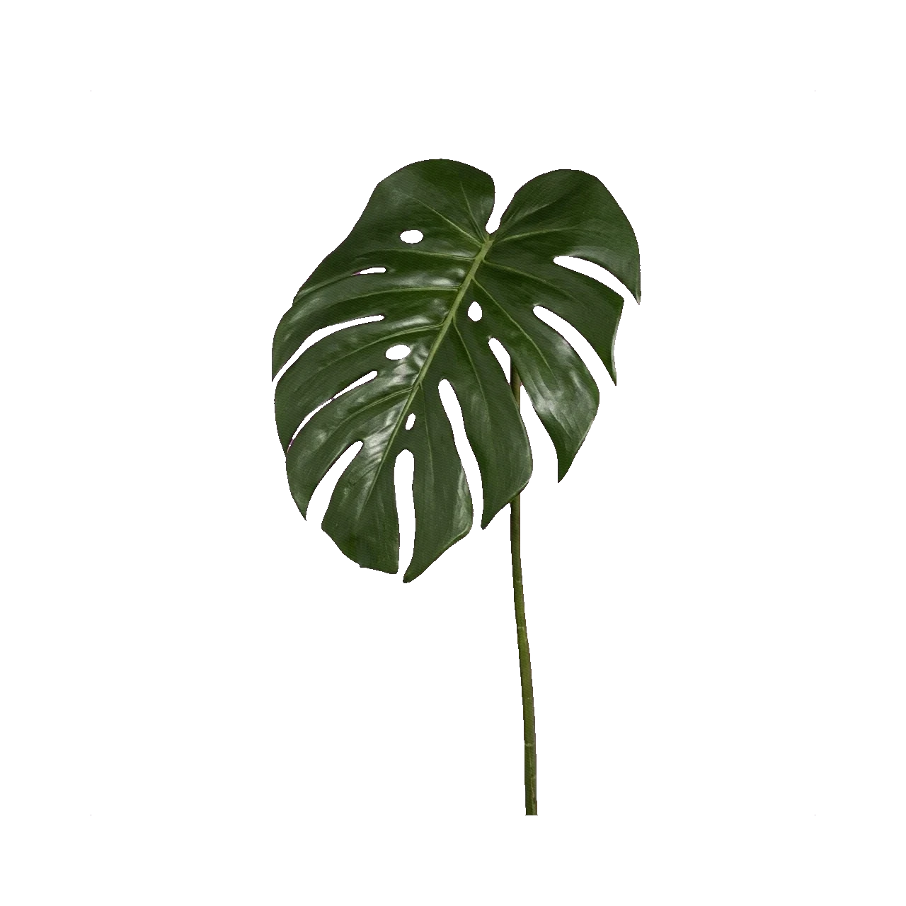 Monstera leaf (L)