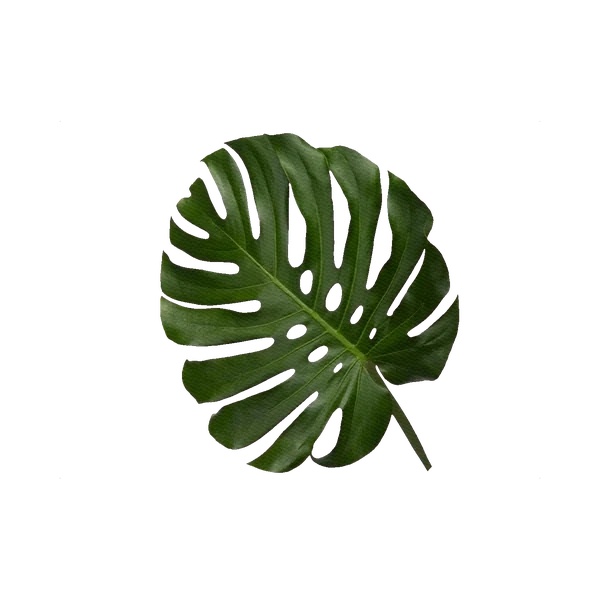 Monstera leaf (M)