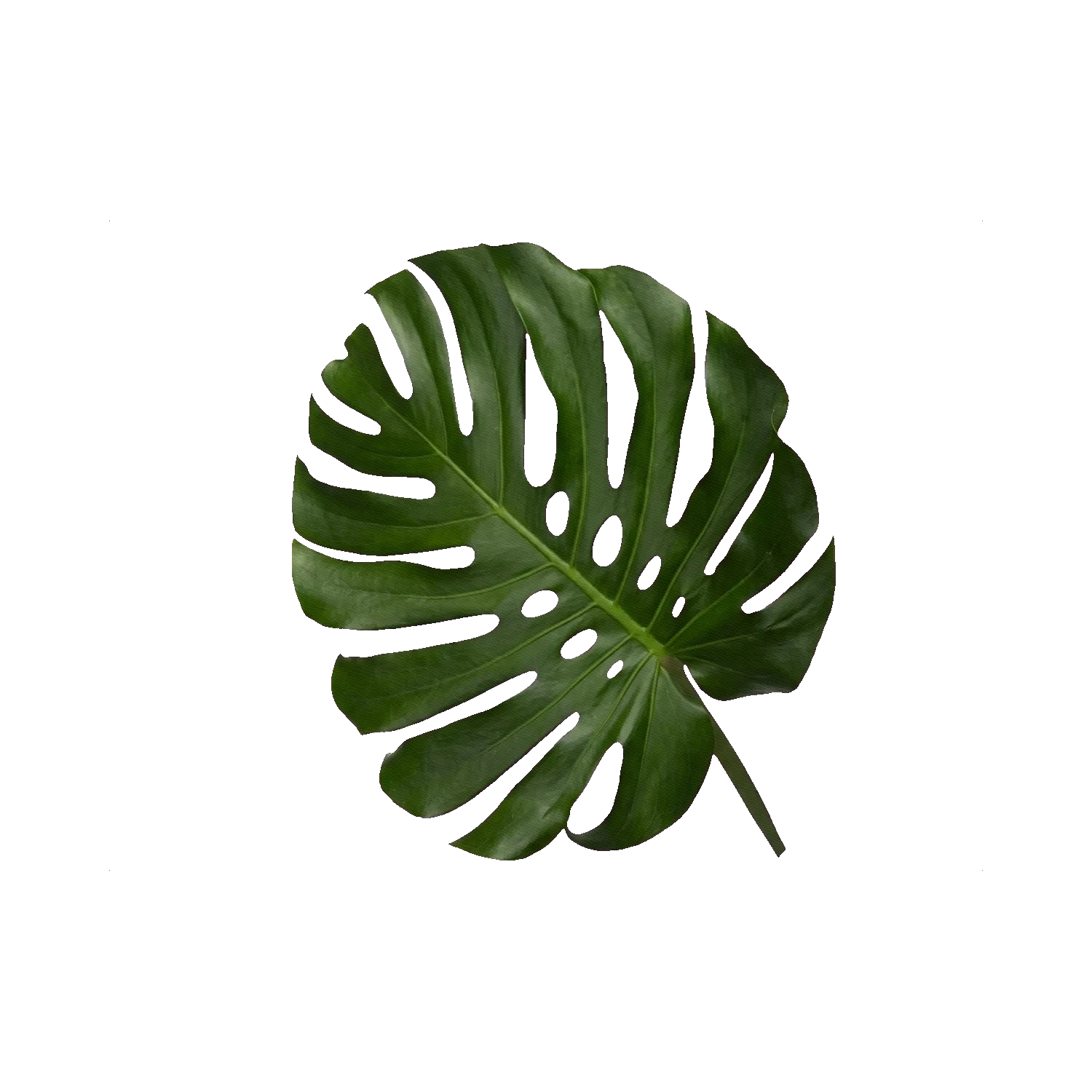 Monstera