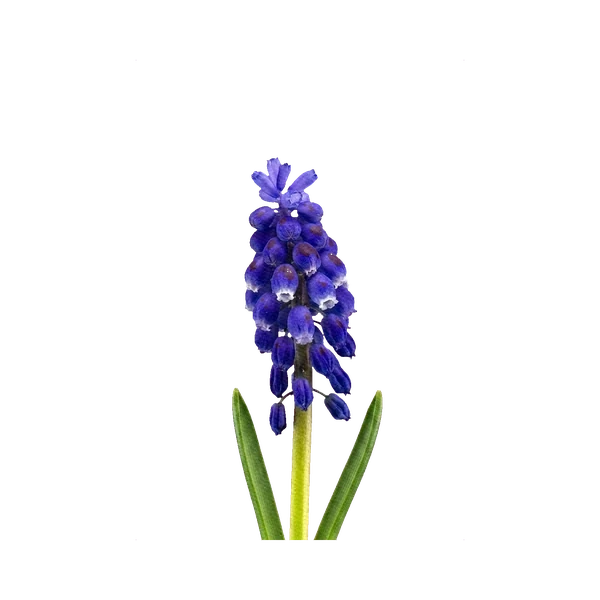 Muscari armeniacum