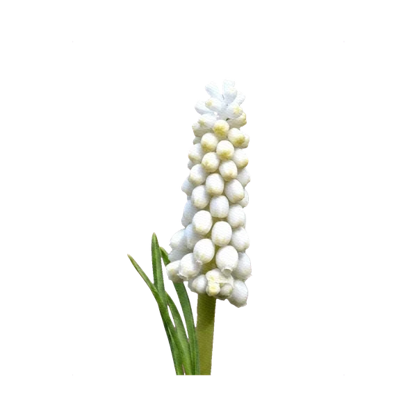 Muscari white