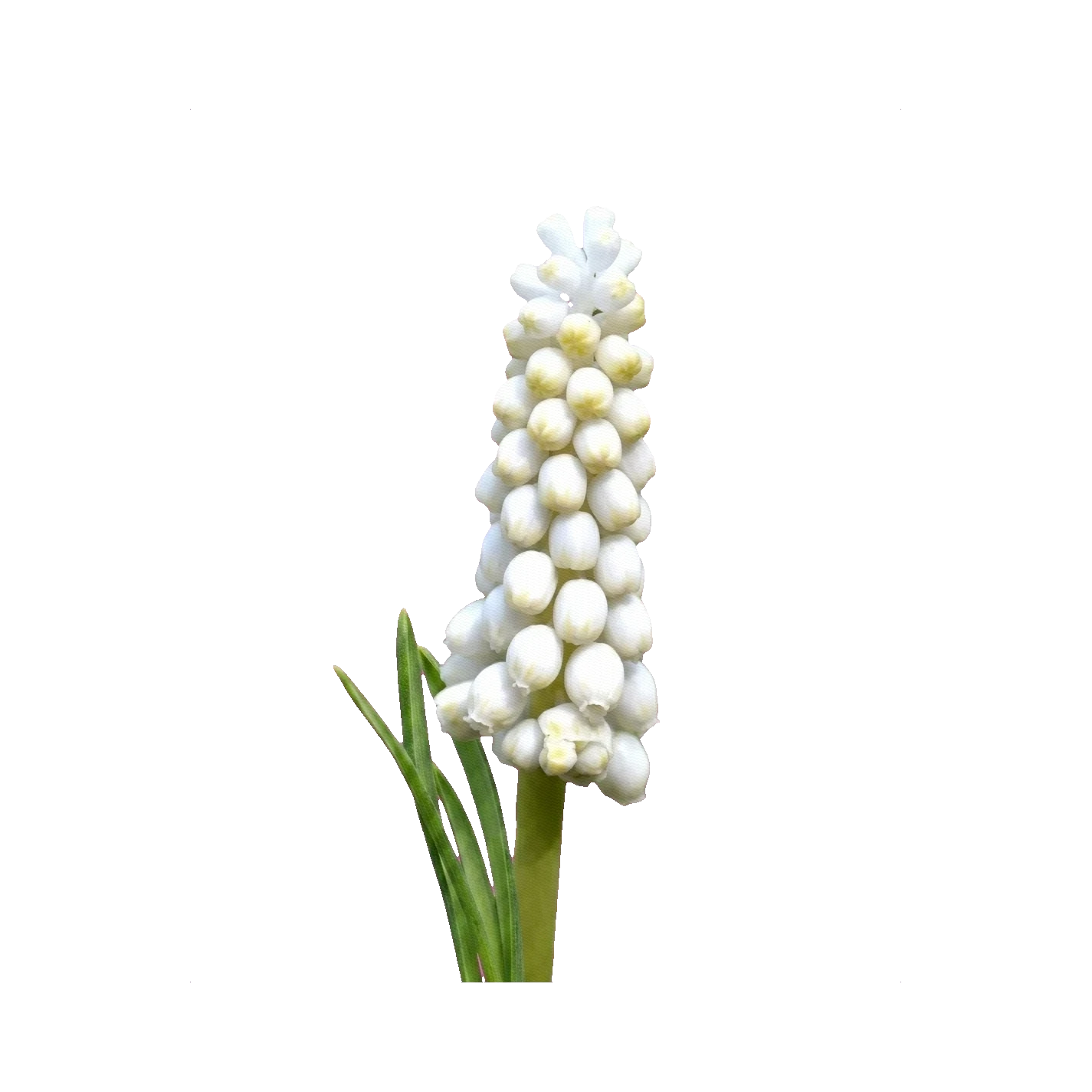 Muscari white
