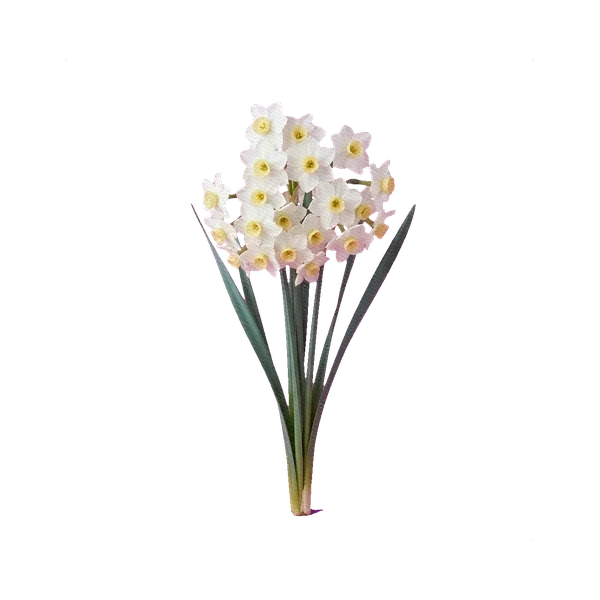 Narcissus spray Avalanche