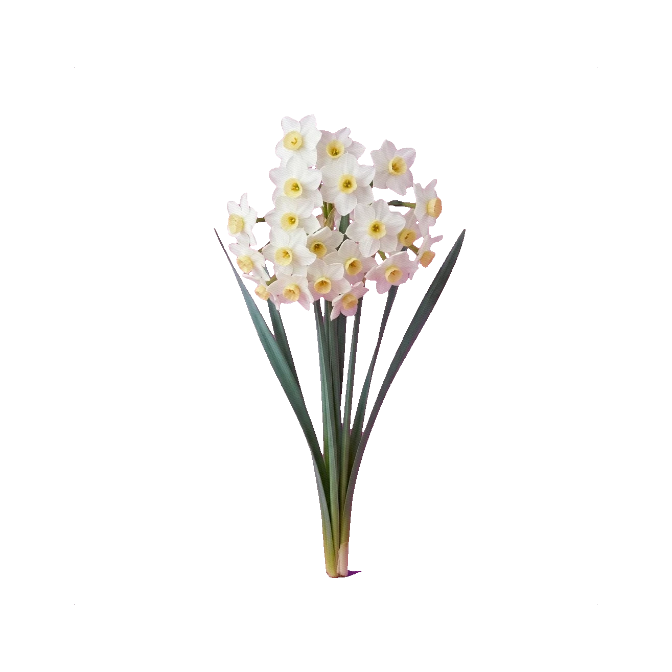 Narcissus spray Avalanche