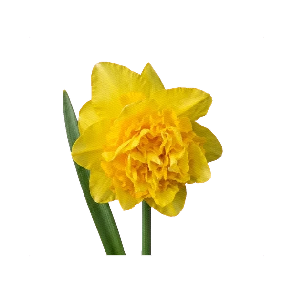 Narcissus Dick Wilden