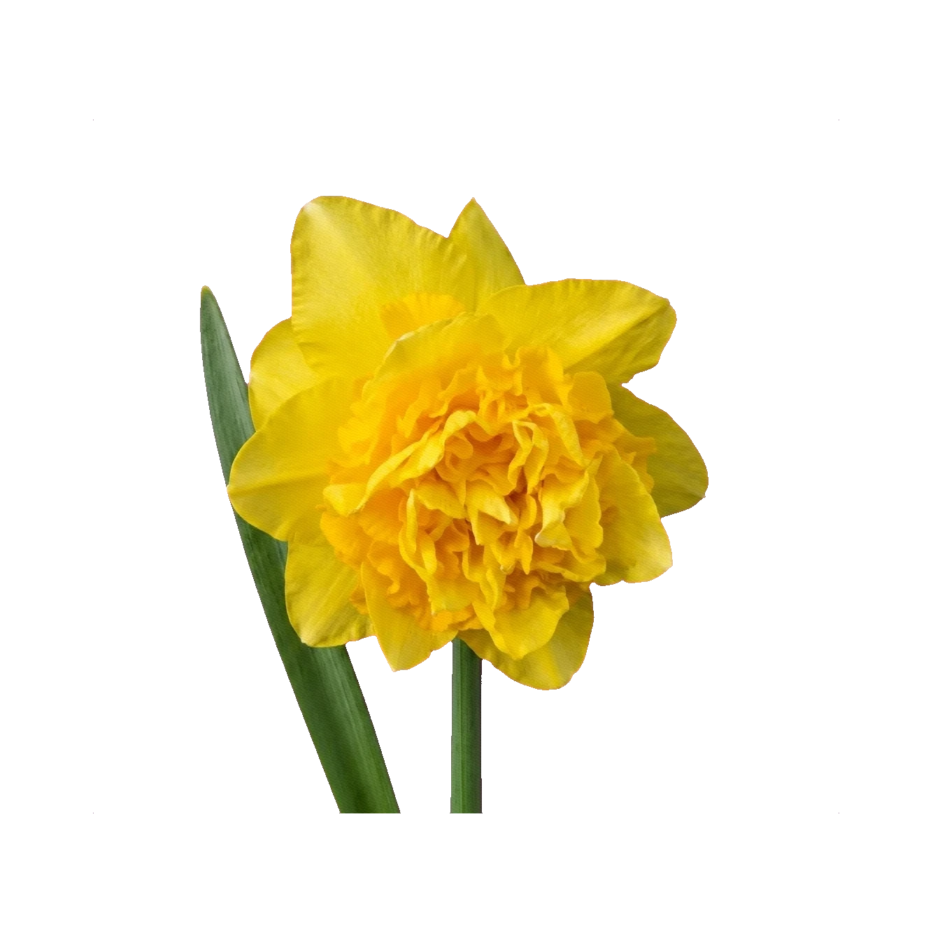 Narcissus Dick Wilden