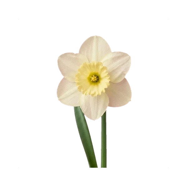 Narcissus Knope