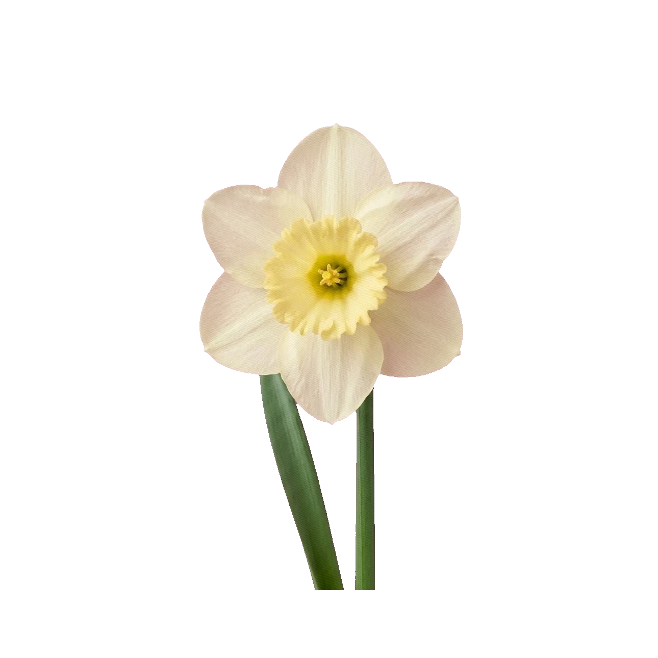 Narcissus Knope