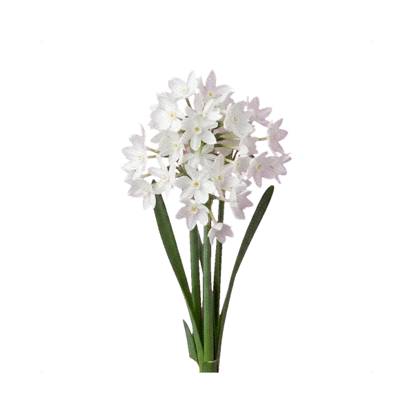 Narcissus Paperwhite