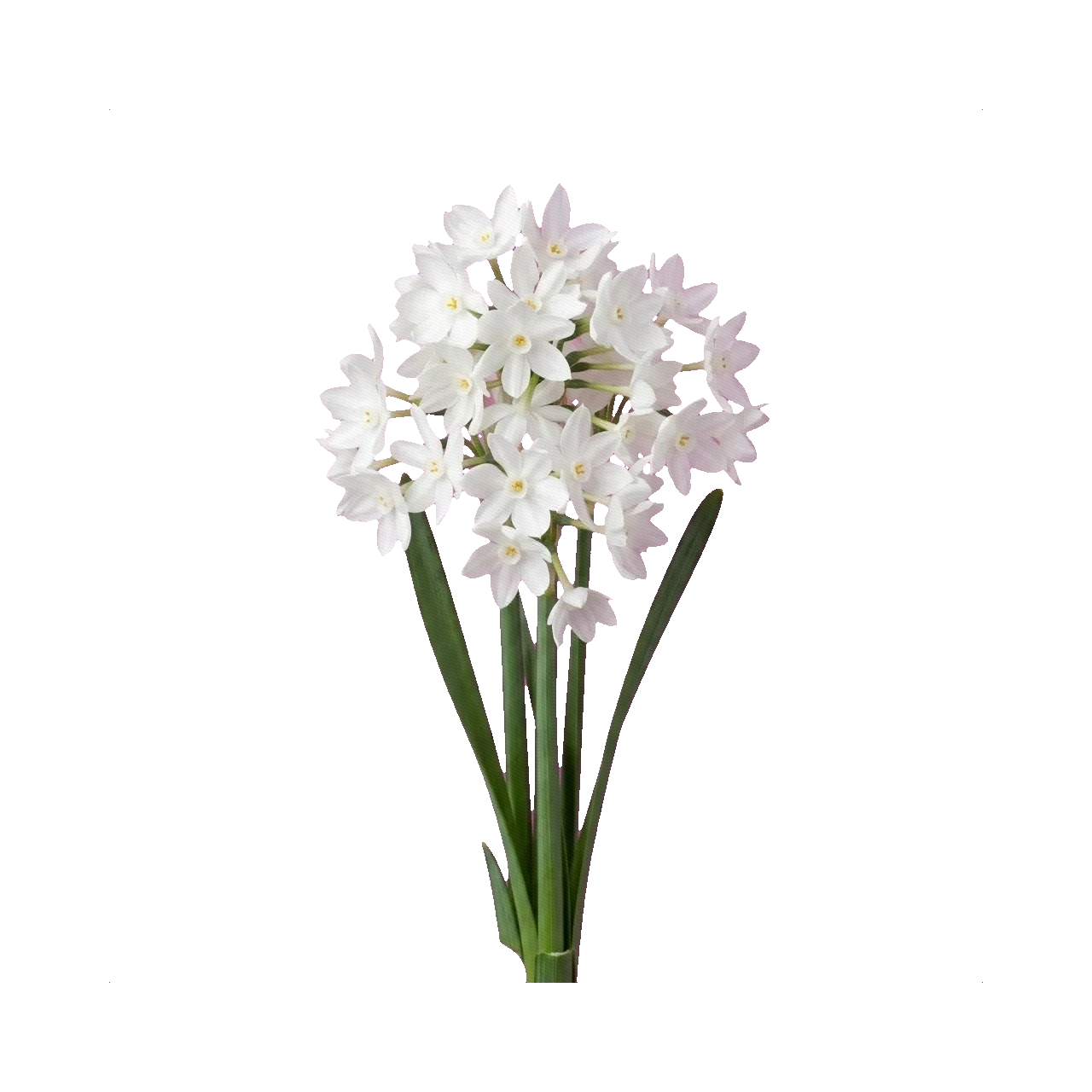 Daffodil