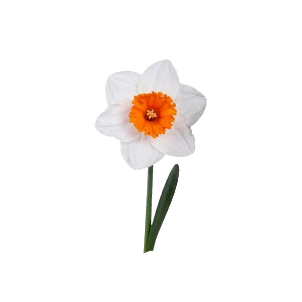 Narcissus Strauss