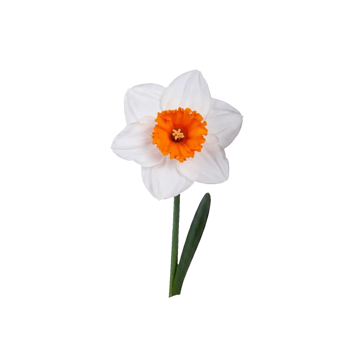 Narcissus Strauss