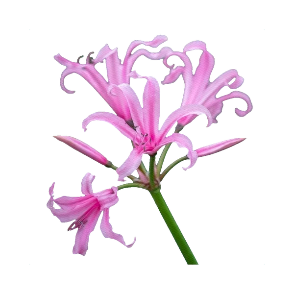Nerine bowdenii pink
