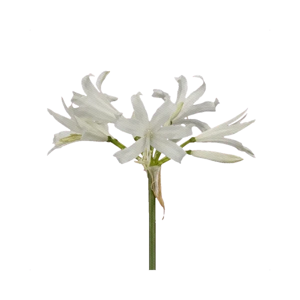 Nerine white