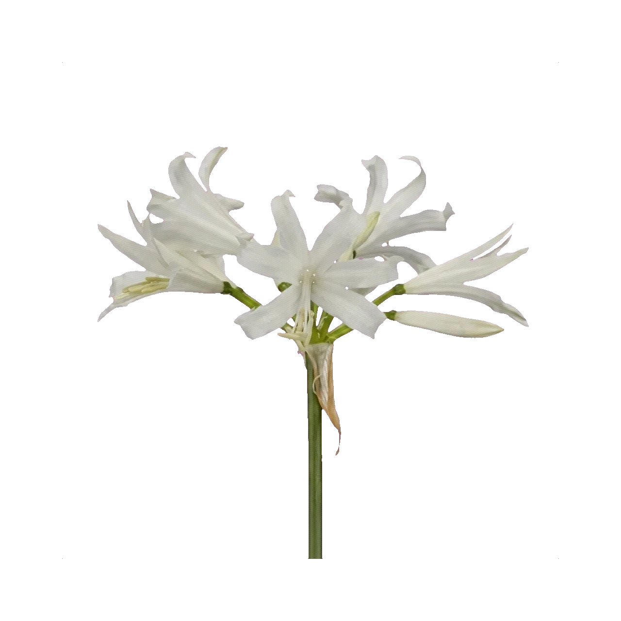 Nerine white