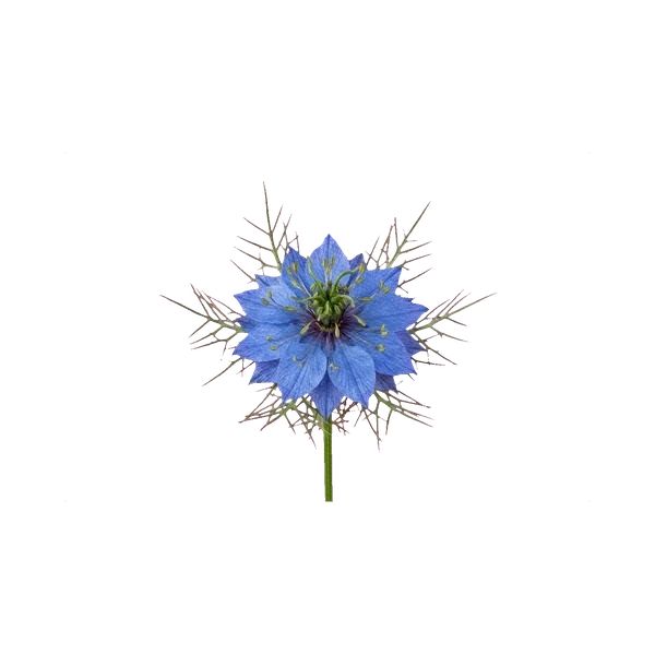 Nigella damascena