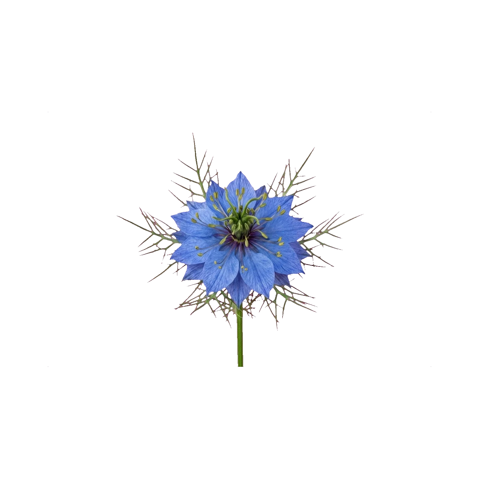 Nigella damascena