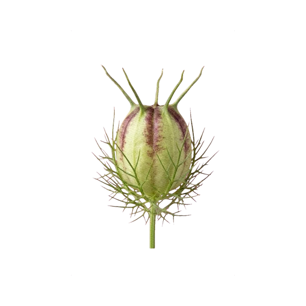 Nigella seed pod