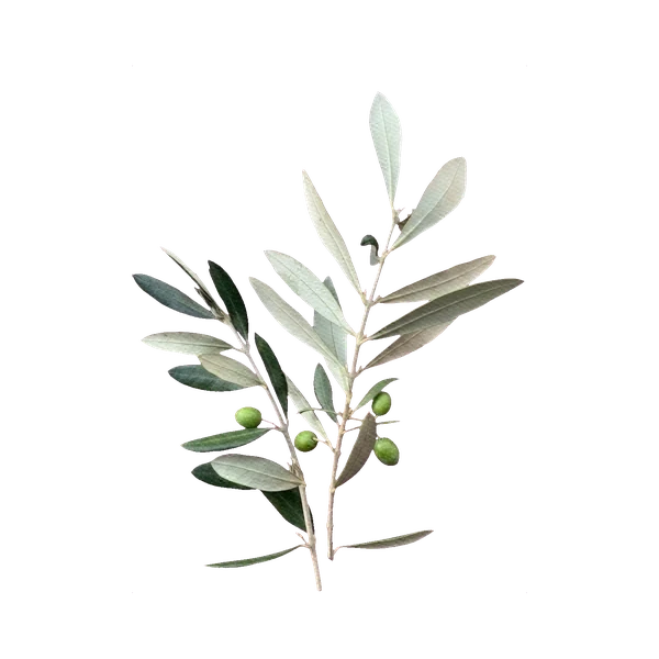 Olive branch