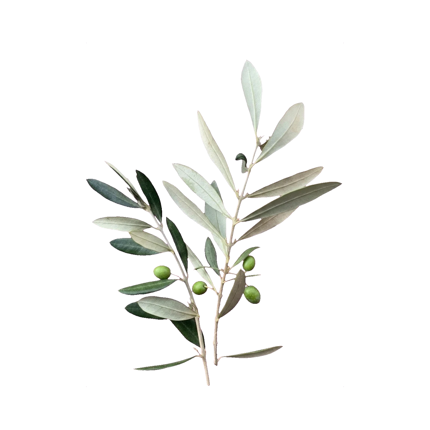 Olive branch