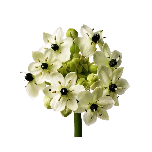 Ornithogalum arabicum