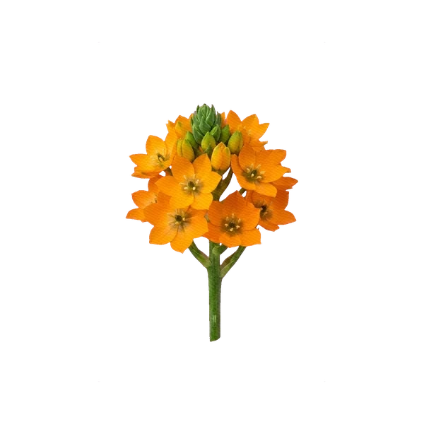 Ornithogalum dubium