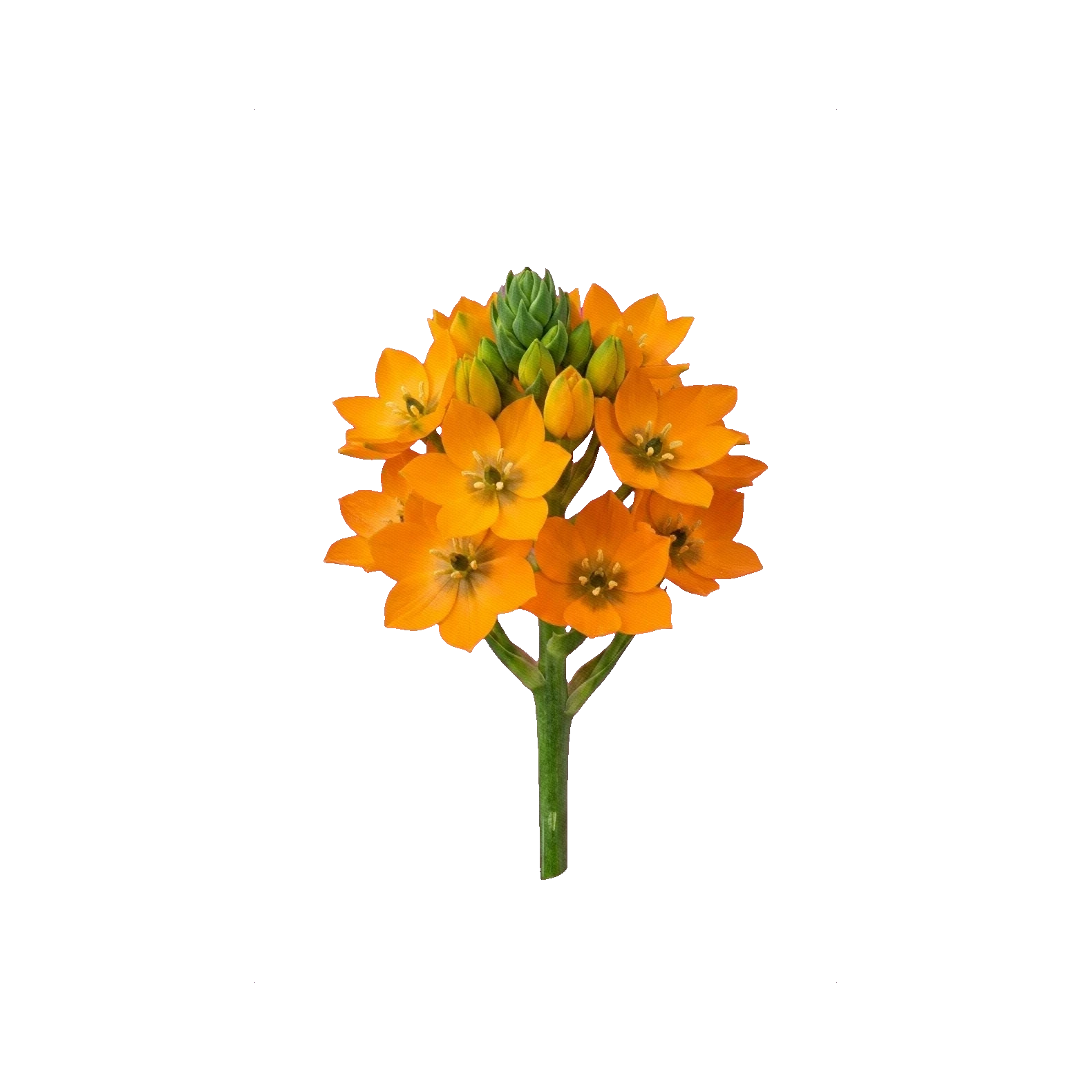 Ornithogalum dubium