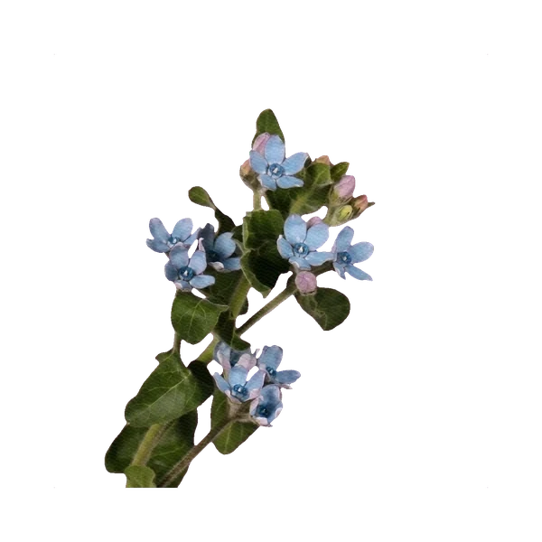 Oxypetalum (Tweedia) blue