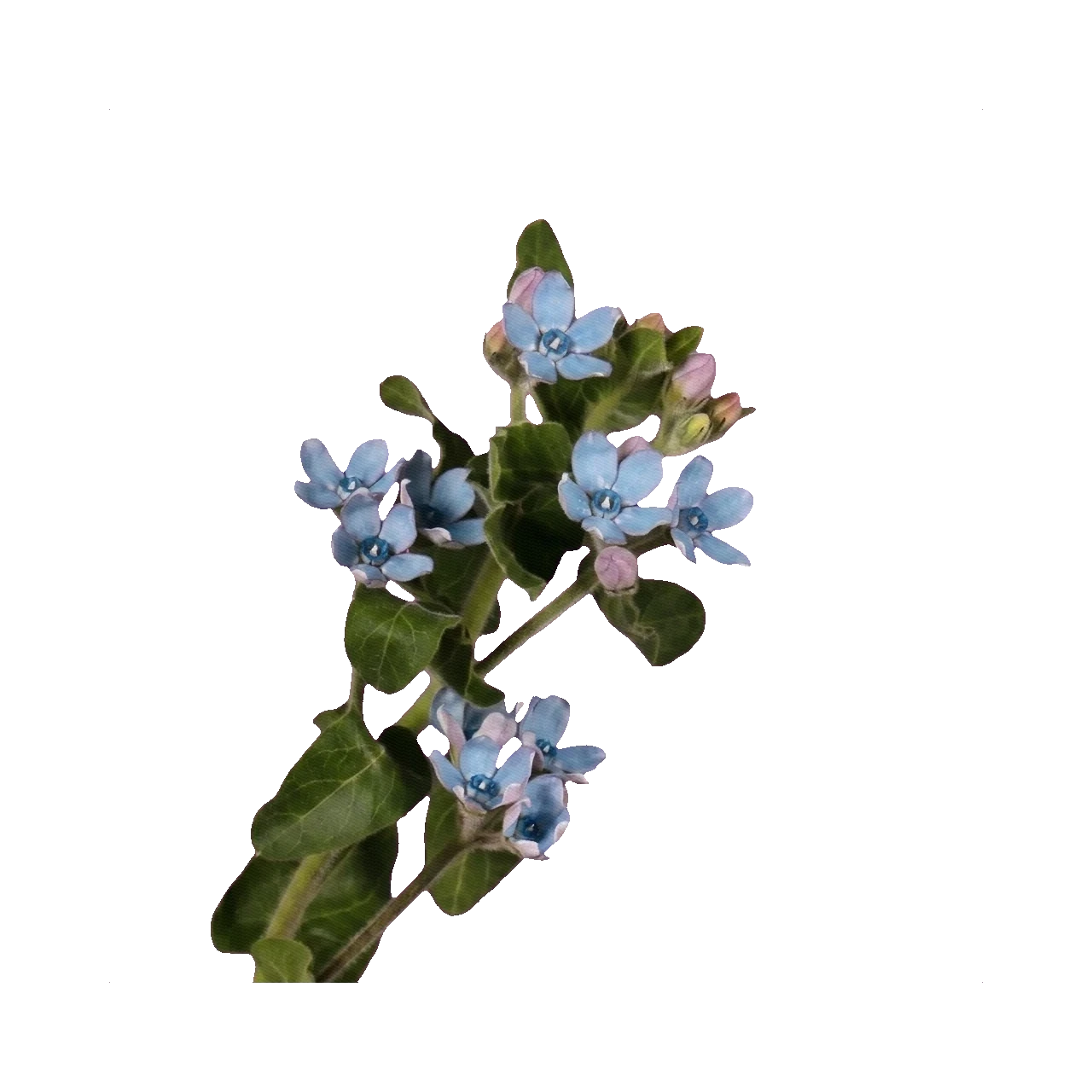 Oxypetalum (Tweedia)