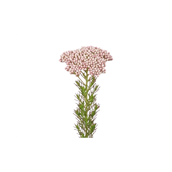 Rice flower