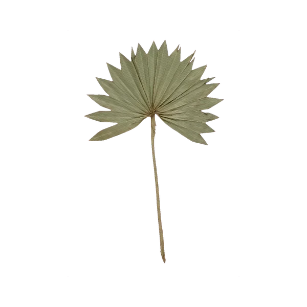 Preserved palm leaf