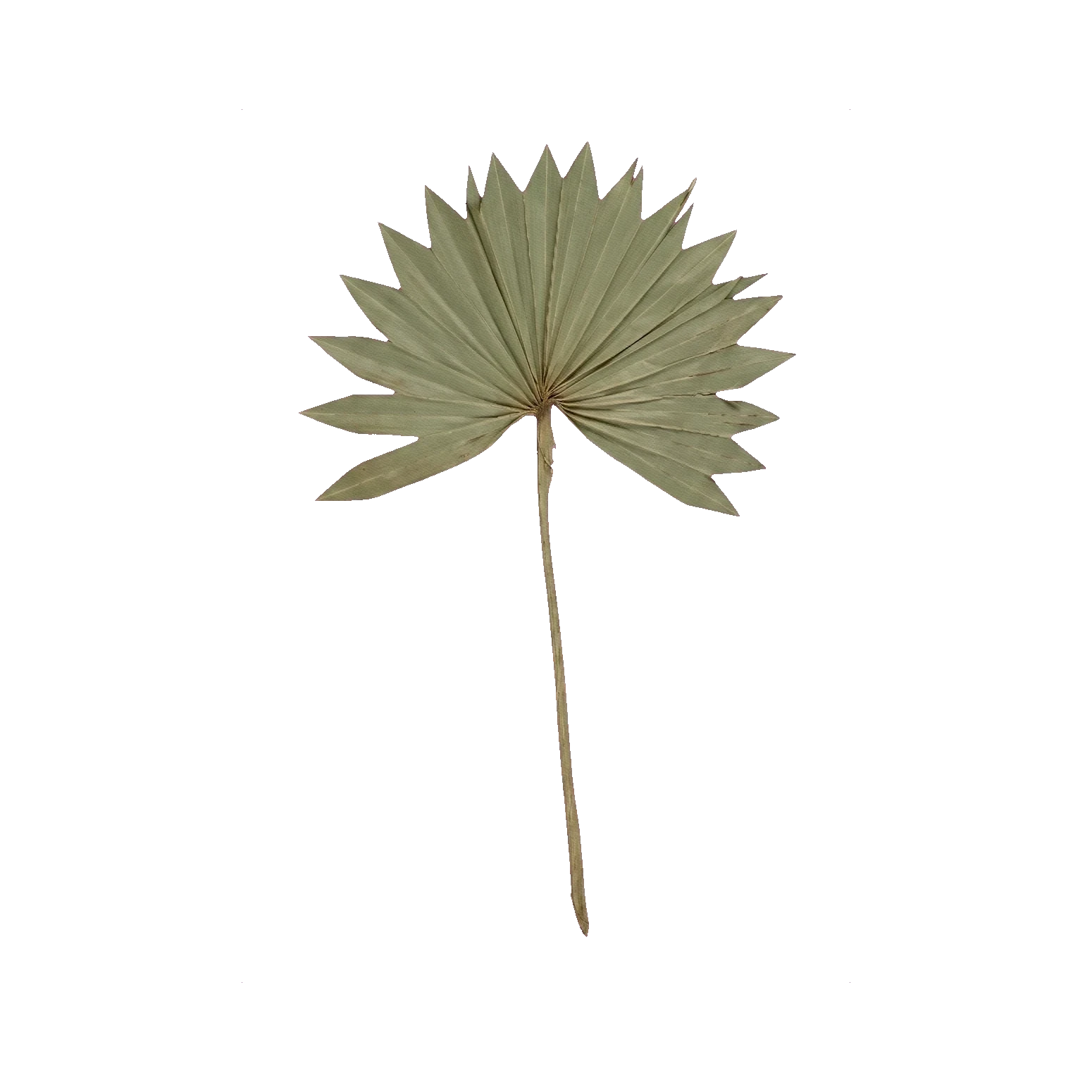 Palm leaf
