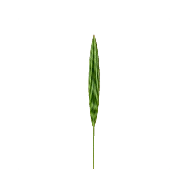 Palm spear