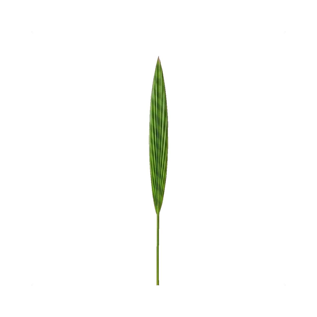 Palm spear