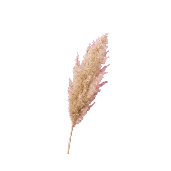Pampas mini
