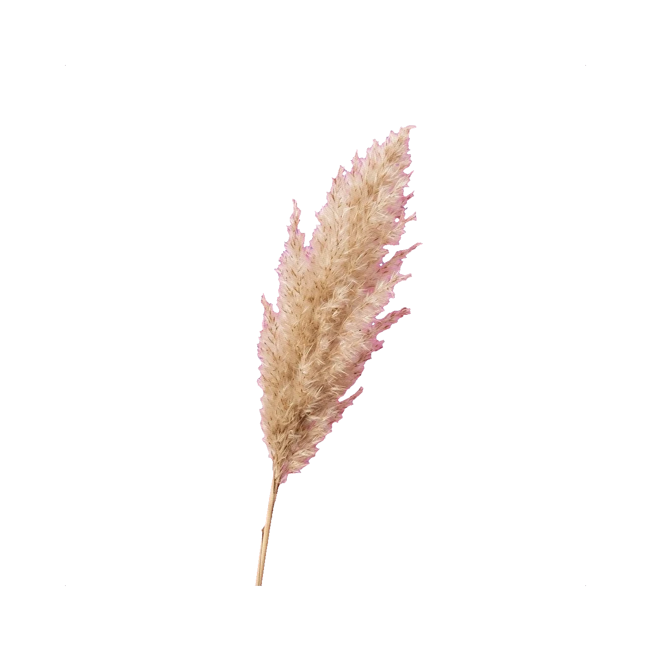 Pampas mini