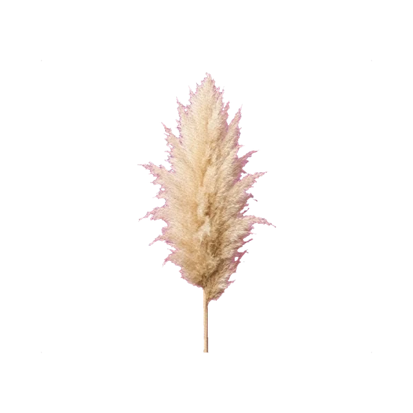 Pampas natural