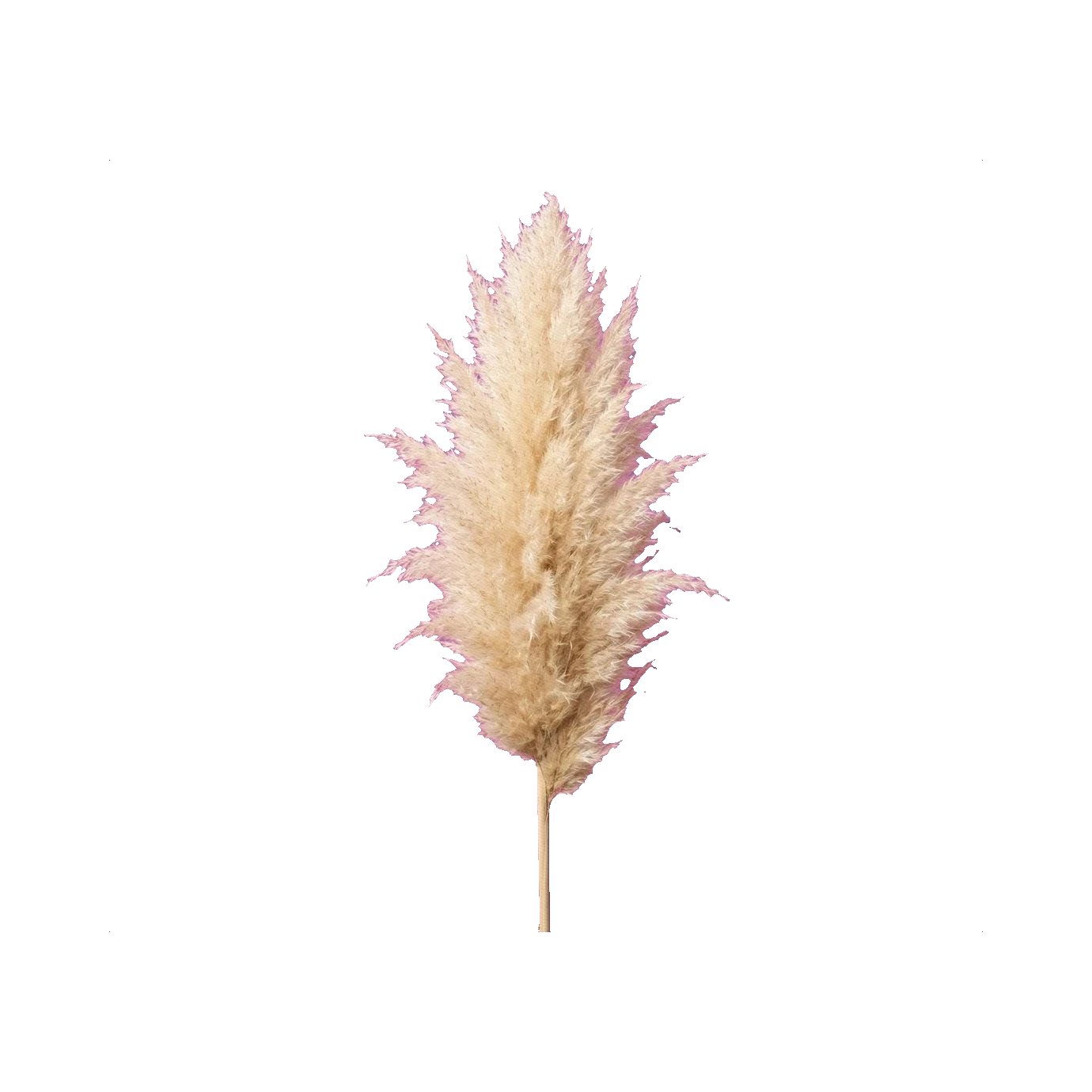 Pampas grass