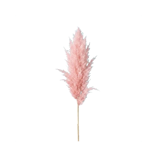 Pampas pink