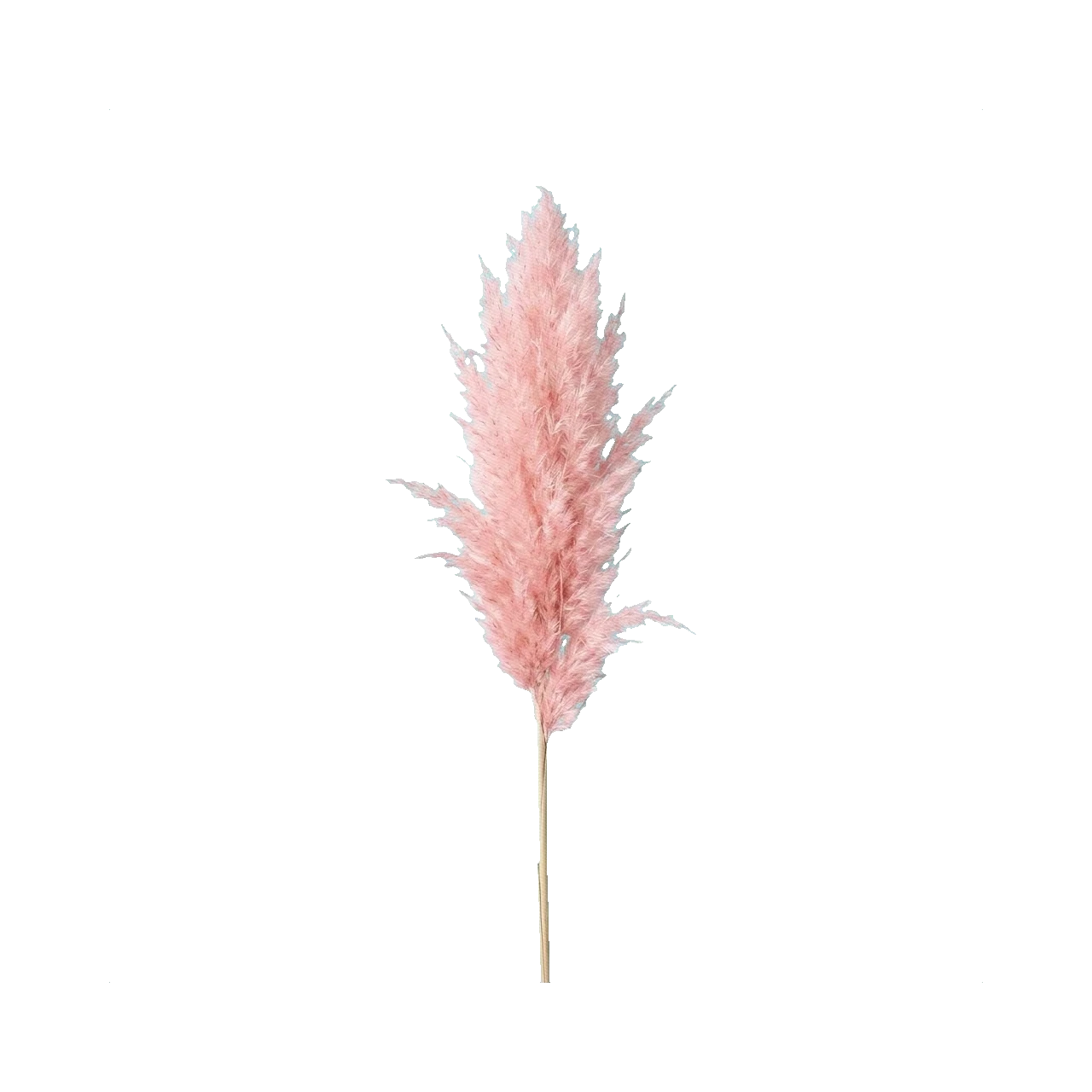 Pampas pink