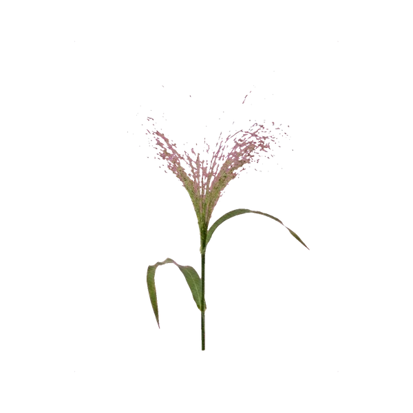 Panicum Fountain