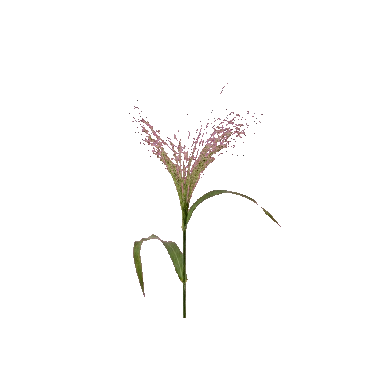 Panic grass