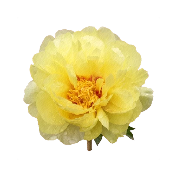 Peony Bartzella