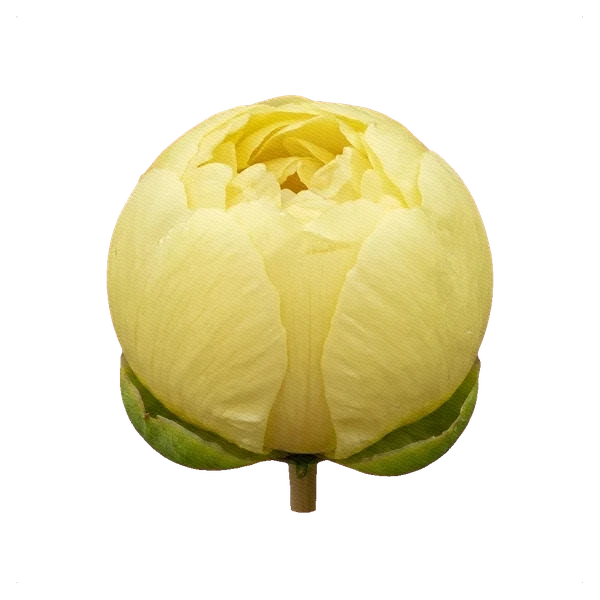 Şakayık Bartzella — bud