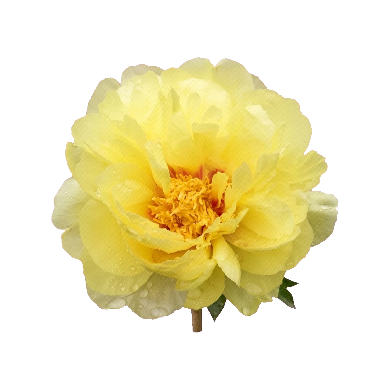 Peony Bartzella